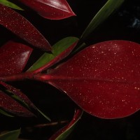 Costus erythrophyllus Loes.